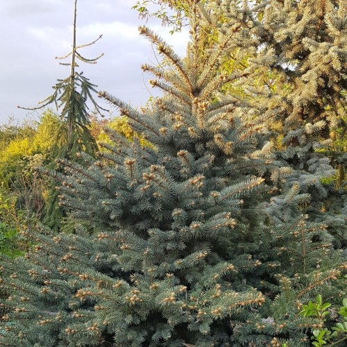 Picea pungens 'Nidiformis Kalous' - Torkav kuusk 'Nidiformis Kalous' C5/5L